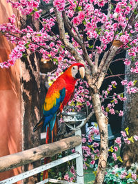 View of birds perching on tree