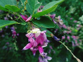 Close-up of pink flowers blooming outdoors