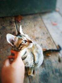 Close-up of hand holding cat