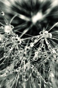 Close-up of dandelion against blurred background