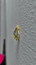 Close-up of insect on yellow leaf