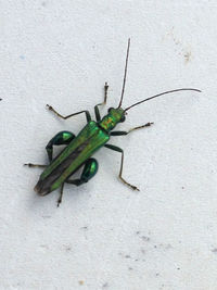 High angle view of insect on wall