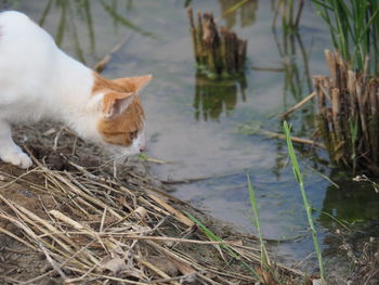 Cat in a lake