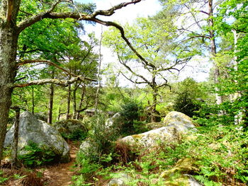 Trees in forest