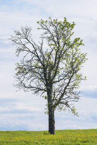 Tree on field against sky