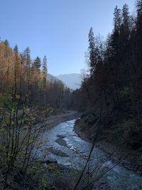 Scenic view of river amidst trees against sky