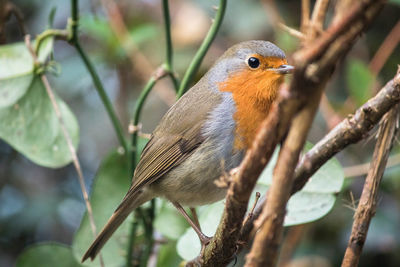 Close-up of bird perching on tree