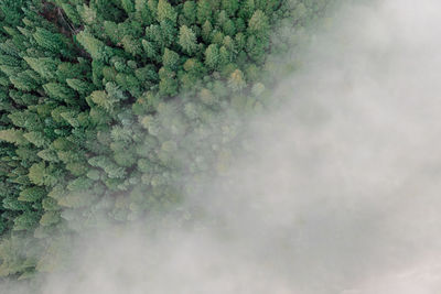 Thick fog covers part of pine tree forest. aerial top down view.