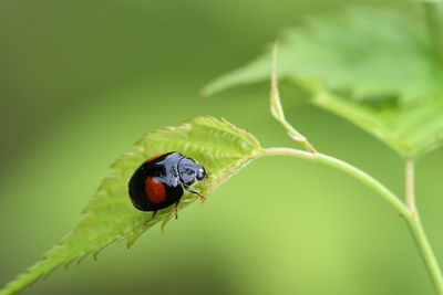 Close-up of ladybug on leaf