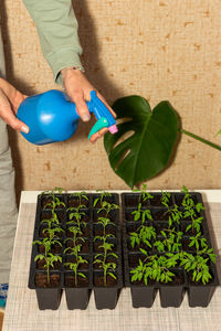 High angle view of woman holding potted plant on table