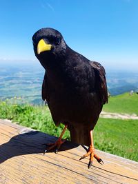 Close-up of bird perching on wood against sky