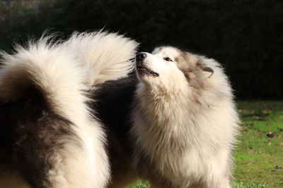 Close-up of two dogs on field