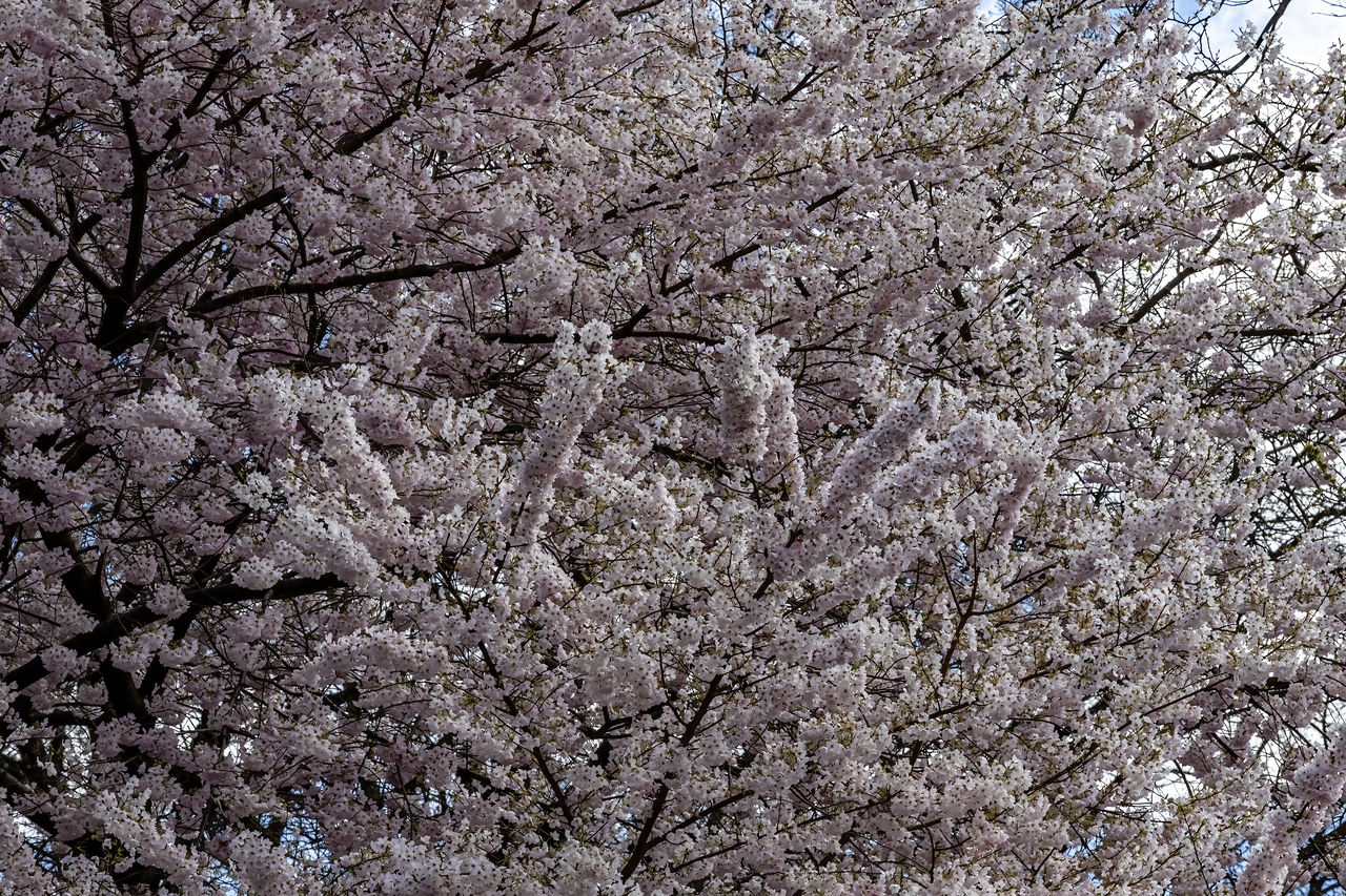 plant, tree, blossom, growth, flower, cherry blossom, flowering plant, springtime, fragility, beauty in nature, branch, freshness, nature, cherry tree, no people, low angle view, spring, day, full frame, backgrounds, outdoors, fruit tree, produce, sky, white, tranquility, botany, close-up