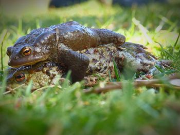 Close-up of crocodile on grass