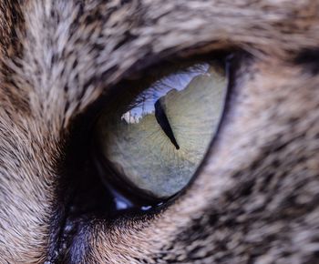 Close-up of cat eye 