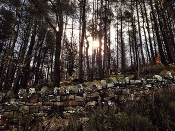 Sun shining through trees in forest