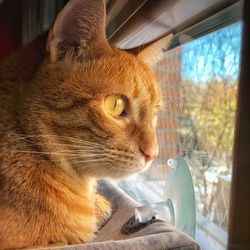 Close-up of a cat looking away