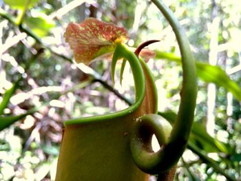 Close-up of flower growing on tree