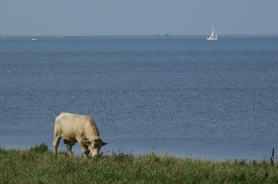 View of a cow on the shore