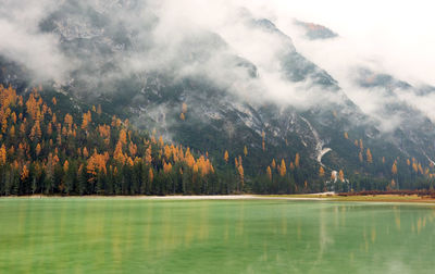 Scenic view of lake in forest