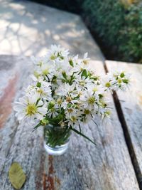 Close-up of white flowering plant