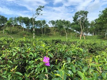 Scenic view of flowering trees on field against sky