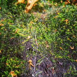 Close-up of spider web on plant