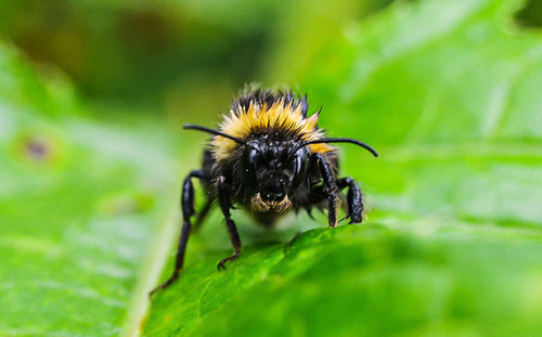 Close-up of bee pollinating