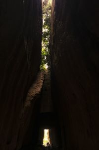 Low angle view of trees amidst plants in forest