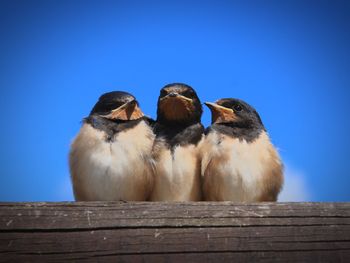 Close-up of birds perching on wood against clear sky