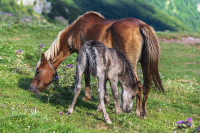 Horses grazing in a field