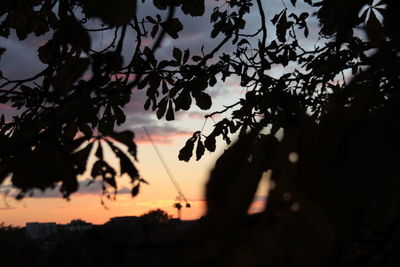 Close-up of silhouette tree against sky