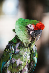 Close-up of parrot, sick and featherless amazon rainforest green macaw