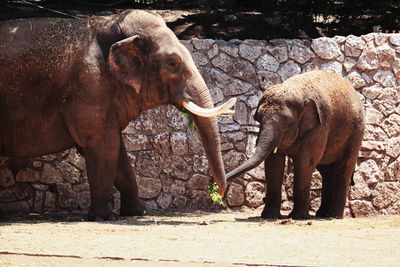 Elephant standing against stone wall