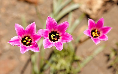 Close-up of flowers blooming outdoors