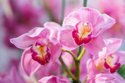 Close-up of pink flowering plant