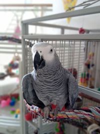 Close-up of parrot in cage