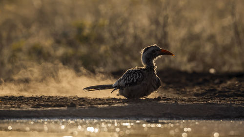 Close-up of bird on field