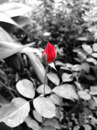 Close-up of red flower blooming outdoors