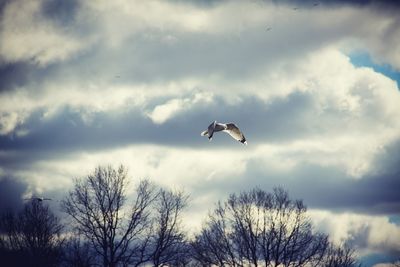 Low angle view of bird flying against sky