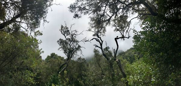 Trees in forest against sky during rainy season