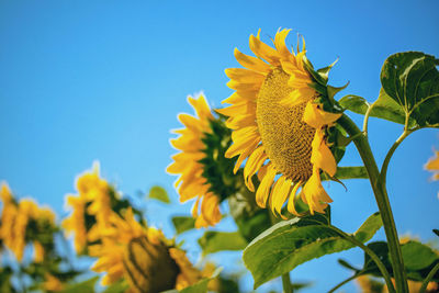 Low angle view of yellow flowering plant against clear blue sky