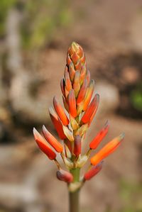 Close-up of orange flower bud