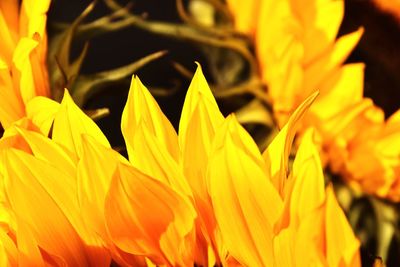 Close-up of yellow flowering plant