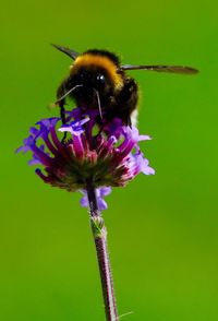 Close-up of purple flower