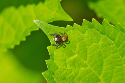 Close-up of fly on leaf