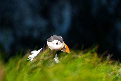 Puffin trying to establish nest site on a cliff face grassland 