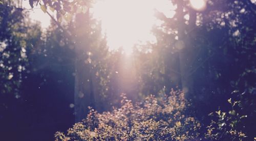 Sun shining through trees in forest