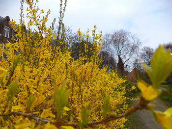 Close-up of yellow flowering plants on field against sky