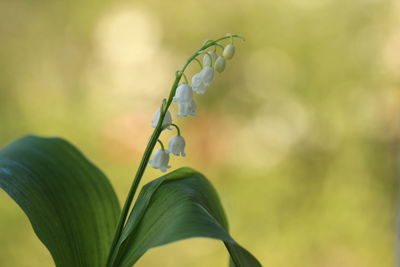 Close-up of flowering plant